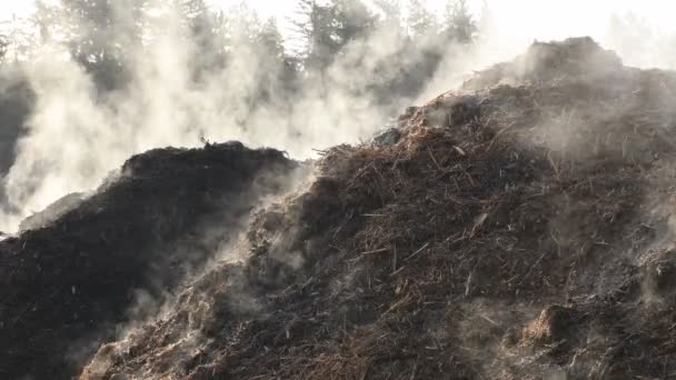 早上用蒸汽堆肥 — 图库视频影像