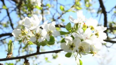 Almanya 'da ilkbaharda armut çiçek açar.