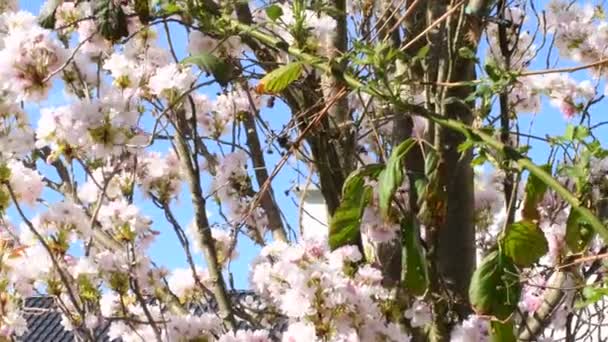 Flor Cereja Selvagem Primavera Alemanha Ramo Com Flores — Vídeo de Stock