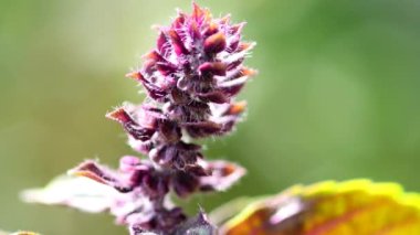 Afrika mavi fesleğeni, baharat ve çiçekli şifalı bitki.