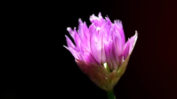 花ニラ キッチン ハーブの花のクローズ アップ — ストック動画