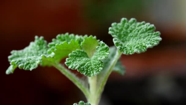 Horehound Medicinal Plant Leaves Spring — Stock Video