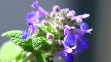Catnip, medicinal herb with flower