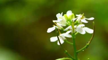 Almanya 'da baharda çiçekli sarımsaklı hardal, yiyecek ve tıbbi bitki
