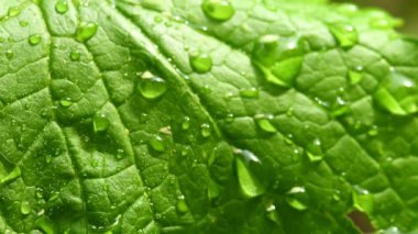 Sarımsaklı hardal üzerinde yağmur damlası olan yaprak