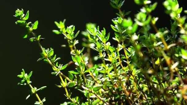 Thyme Medicinal Plant Spice Fresh Green Herb — Vídeo de Stock