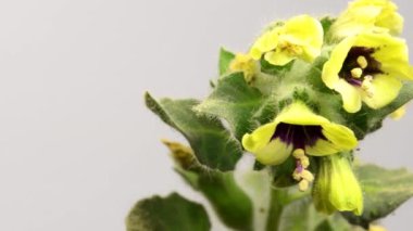 Altın Henbane, sehpada çiçekli ilaç bitkisi.