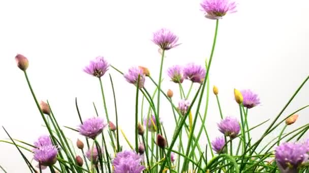 Blooming Chive Plant Turn Table — Wideo stockowe