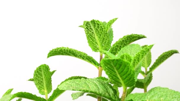 Peppermint Plant Mojito Drink Turn Table — Vídeo de Stock