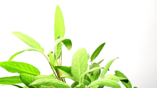 Salvia Planta Medicinal Especia Con Hojas Una Mesa Giratoria — Vídeos de Stock