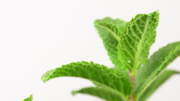 Peppermint Plant Mojito Drink Turn Table — Vídeo de Stock