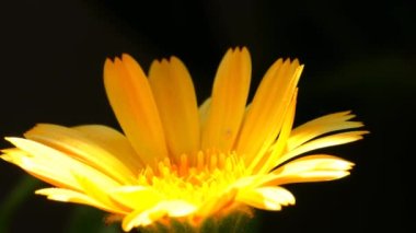 Kadife çiçeği, çiçekli şifalı bitki.