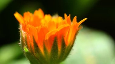 Kadife çiçeği, çiçekli şifalı bitki.