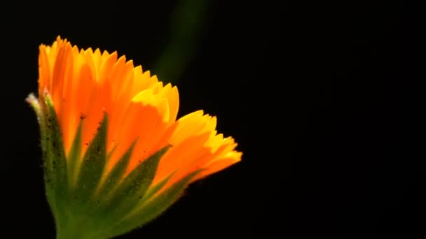 Calêndula Comum Planta Medicinal Com Flor — Vídeo de Stock