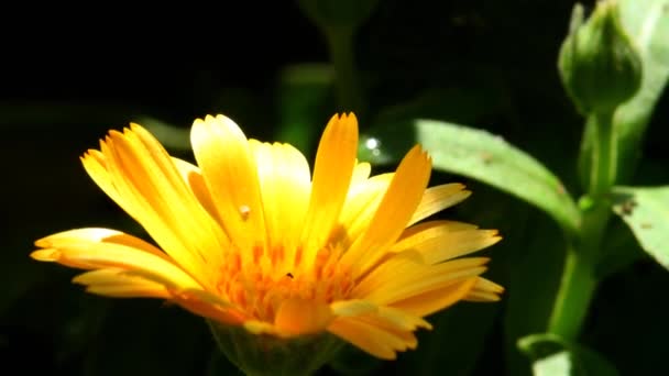 Közönséges Körömvirág Gyógynövény Virággal — Stock videók