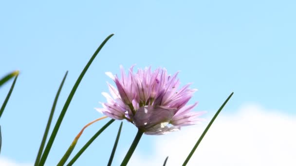 盛开的韭菜 厨房药草的花朵特写 — 图库视频影像