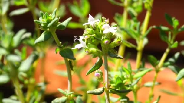 Thyme Medicinal Plant Spice Fresh Green Herb Flower — Stock Video