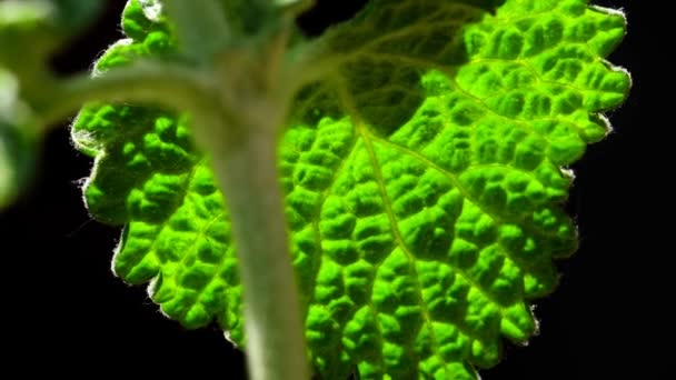 Horehound Medicinal Plant Leaf Backlit — Stockvideo