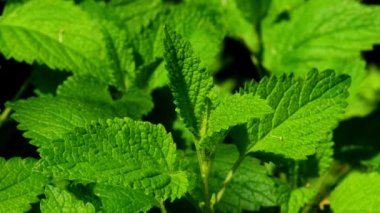 Limon merhemi, taze şifalı bitki. 