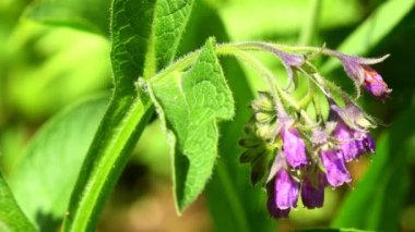 Comfrey, Alman manastır bahçesinde çiçekli şifalı bitki.