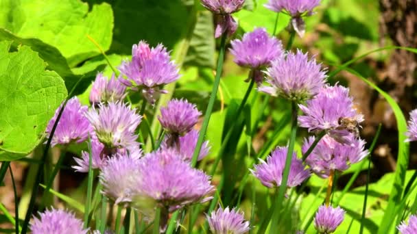 Blooming Chive Flower Kitchen Herb — Stock Video