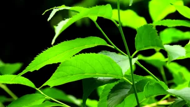 Eucommia Ulmoides Árbol Medicinal Chino Con Hojas Primavera — Vídeo de stock