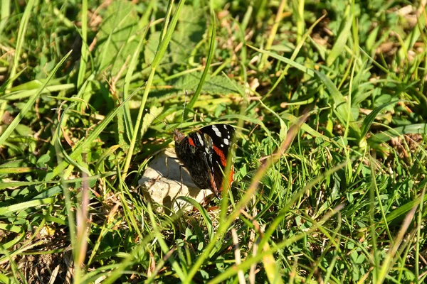春になるとドイツの草原で孔雀蝶が — ストック写真
