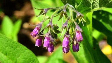 Comfrey, Alman manastır bahçesinde çiçekli şifalı bitki.
