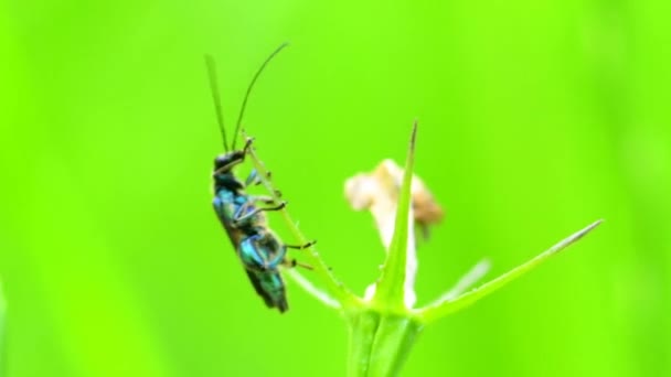 Escarabajo Almizclero Una Planta Alemania — Vídeos de Stock
