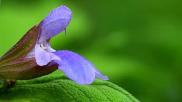 成熟的药用植物和香料与花 花的宏观 — 图库视频影像