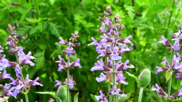 Salvia Planta Medicinal Especia Con Flor — Vídeo de stock