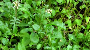 Roket filizleri, ekilmiş salataya yakın çekim.