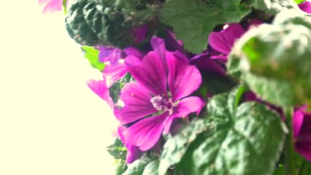 Malva Cultivada Planta Medicinal Con Flor Primavera — Vídeo de stock