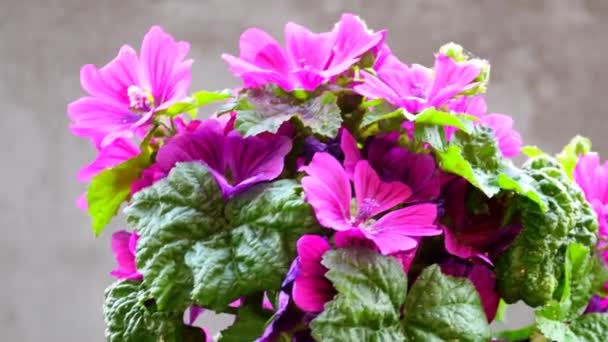 Malva Cultivada Planta Medicinal Con Flor Primavera — Vídeo de stock