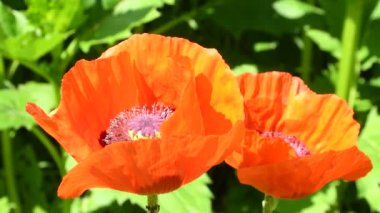 Kırmızı hindili haşhaş çiçeği, arı ve bal arısı