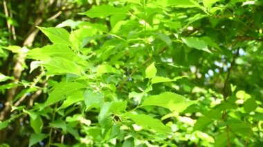  Amur mantar ağacı, ilkbaharda yaprakları olan Çin şifalı ağacı.
