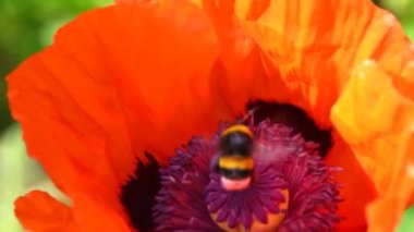 Kırmızı hindili haşhaş çiçeği, arı ve bal arısı