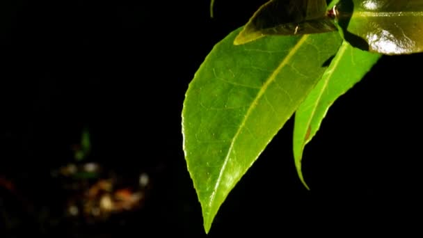 Tea Bush Camellia Closeup Leaves Spring — Stock Video