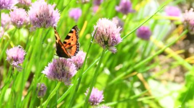 Küçük kaplumbağa kabuğu, soğan çiçeğinin üzerindeki kelebek