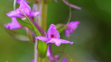 Gymnadenia orkidesi, baharda Alman florasının vahşi orkidesi, bir çiçeğin makrosu
