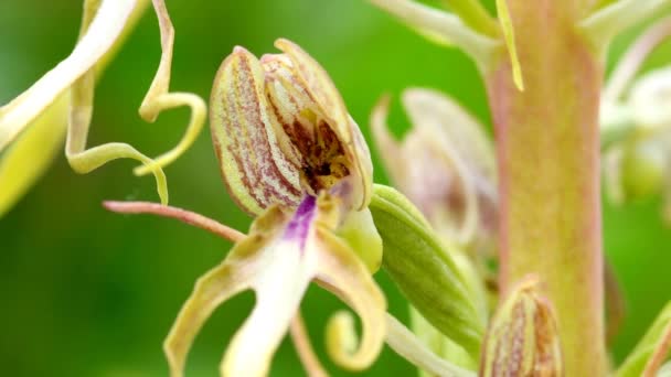 Eidechsenorchidee Auf Einer Wiese Deutschland Makro Einer Blume — Stockvideo