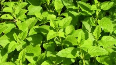 Limon merhemi, taze şifalı bitki. 