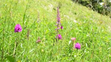 Almanya 'da bir çayırda Gymnadenia ve Piramit orkidesi 