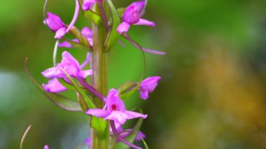 Gymnadenia orkidesi, baharda Alman florasının vahşi orkidesi, bir çiçeğin makrosu