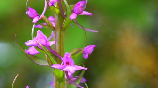 Orchidée Gymnadenia Orchidée Sauvage Flore Allemande Printemps Macro Une Fleur — Video