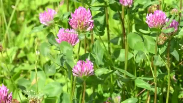 Koniczyna Czerwona Rośliny Lecznicze Pastewne Kwiatem — Wideo stockowe