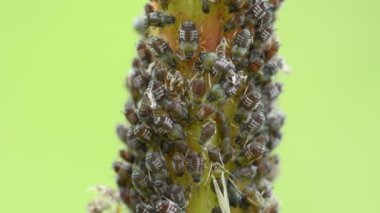 bir dalda siyah bitler ve karıncalar