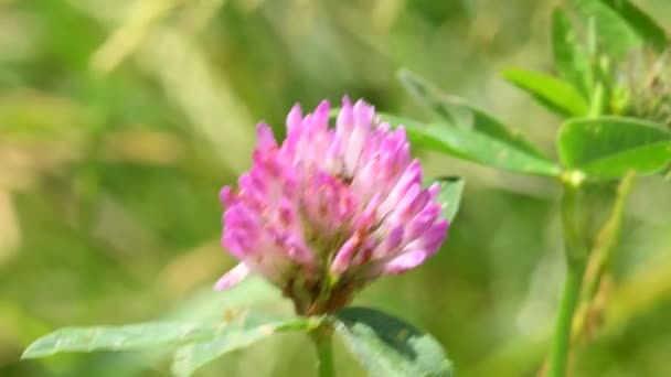 Red Clover Medicinal Fodder Plant Flower — Stock Video