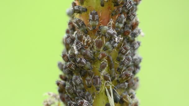 Black Lice Ants Branch — Stock Video