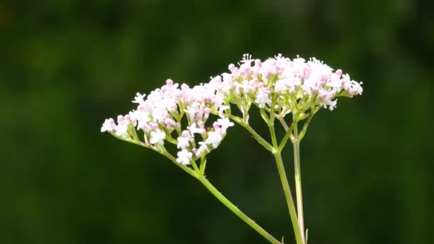 Baldrian Heilkraut Mit Blüten Deutschland — Stockvideo